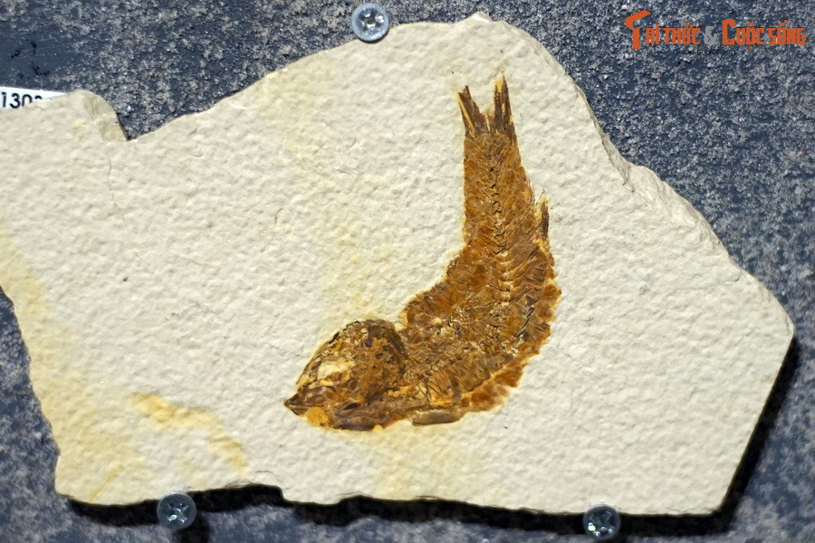 Đây là hóa thạch một loài cá thuộc chi Knightia, sống tại kỷ Eocene (cách đây 56-33,9 triệu năm), tìm thấy tại Wyoming, Mỹ, hiện vật của Bảo tàng Hóa thạch Hà Nội. Những sinh vật đầu tiên được xác định là cá nguyên thủy đã xuất hiện trong kỷ Cambri cách đây khoảng 530 triệu năm trước.