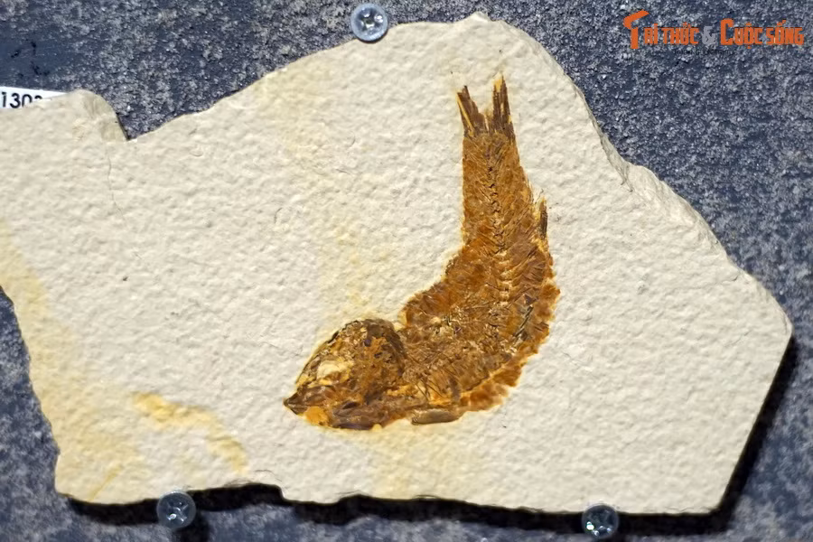 Đây là hóa thạch một loài cá thuộc chi Knightia, sống tại kỷ Eocene (cách đây 56-33,9 triệu năm), tìm thấy tại Wyoming, Mỹ, hiện vật của Bảo tàng Hóa thạch Hà Nội. Những sinh vật đầu tiên được xác định là cá nguyên thủy đã xuất hiện trong kỷ Cambri cách đây khoảng 530 triệu năm trước.