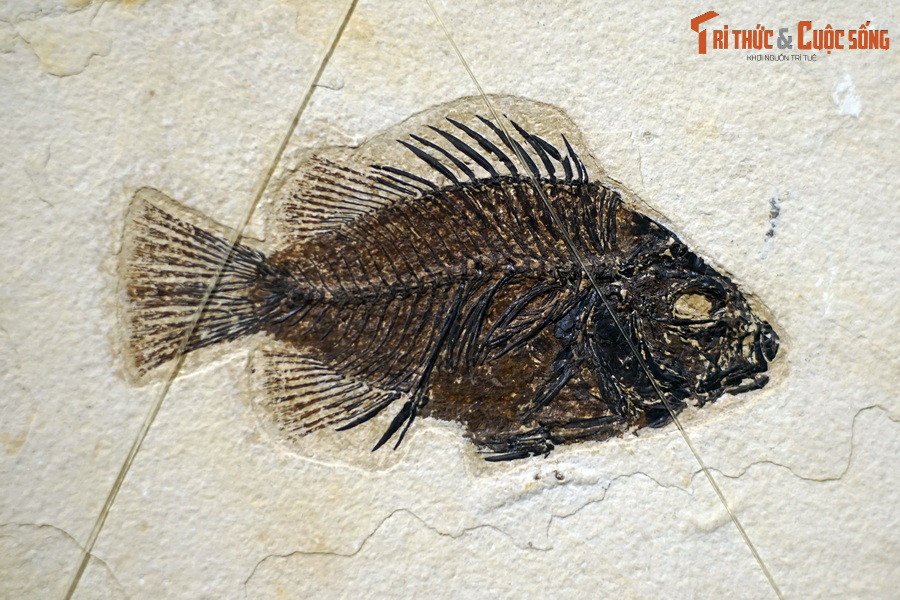 Ngày nay, cá là nhóm động vật có dây sống đa dạng nhất trên Trái đất. Người ta đã xác định được trên 31.900 loài cá, và con số này sẽ còn tăng lên theo thời gian. Ảnh: Hóa thạch một loài cá thuộc chi Priscacara, kỷ Eocene, tìm thấy tại Wyoming, Mỹ.