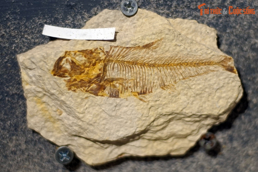 Trong lịch sử tiến hóa tiếp theo, cá được xếp vào nhóm cận ngành “Pisces” thuộc siêu lớp Cá có hàm (Gnathastoma). Ảnh: Hóa thạch một loài cá thuộc chi Lianghanichthys, kỷ Eocene, tìm thấy tại Hồ Bắc, Trung Quốc.