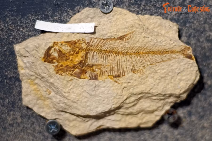 Trong lịch sử tiến hóa tiếp theo, cá được xếp vào nhóm cận ngành “Pisces” thuộc siêu lớp Cá có hàm (Gnathastoma). Ảnh: Hóa thạch một loài cá thuộc chi Lianghanichthys, kỷ Eocene, tìm thấy tại Hồ Bắc, Trung Quốc.