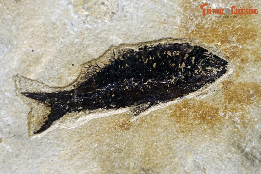 Các loài cá nguyên thủy chưa có hàm và mang, cũng chưa có cột sống, nhưng sự có mặt của thanh sụn đã cho phép chúng cử động nhanh nhẹn hơn các động vật không xương sống. Ảnh: Hóa thạch loài cá thuộc chi Diplomystus, kỷ Eocene, tìm thấy tại Wyoming, Mỹ.