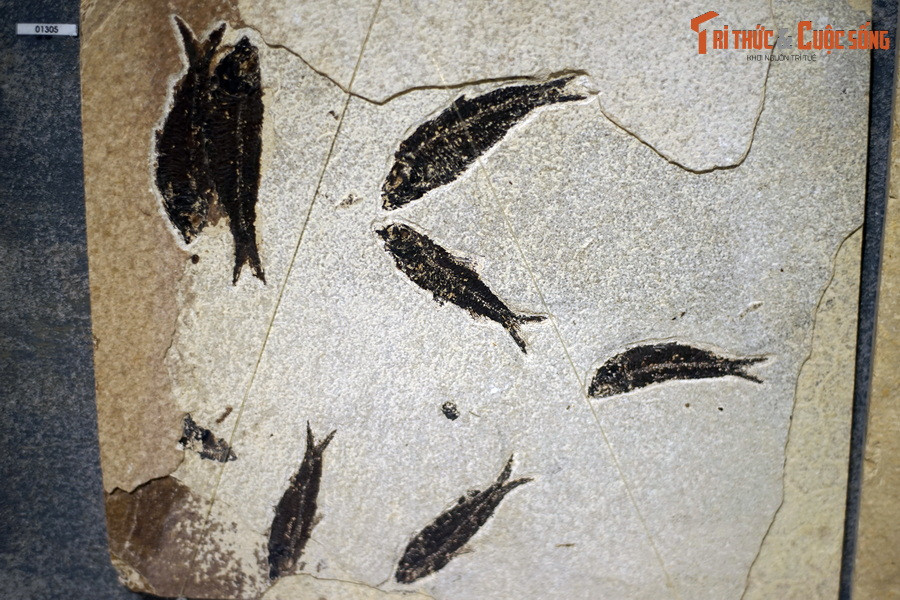 Trong bốn lớp này, Cá da phiến đã bị tuyệt diệt vào cuối kỷ Devon và Cá gai chịu chung số phận vào cuối kỷ Permi sớm. Ảnh: Hóa thạch một loài cá thuộc chi Knightia, kỷ Eocene, tìm thấy tại Wyoming, Mỹ.