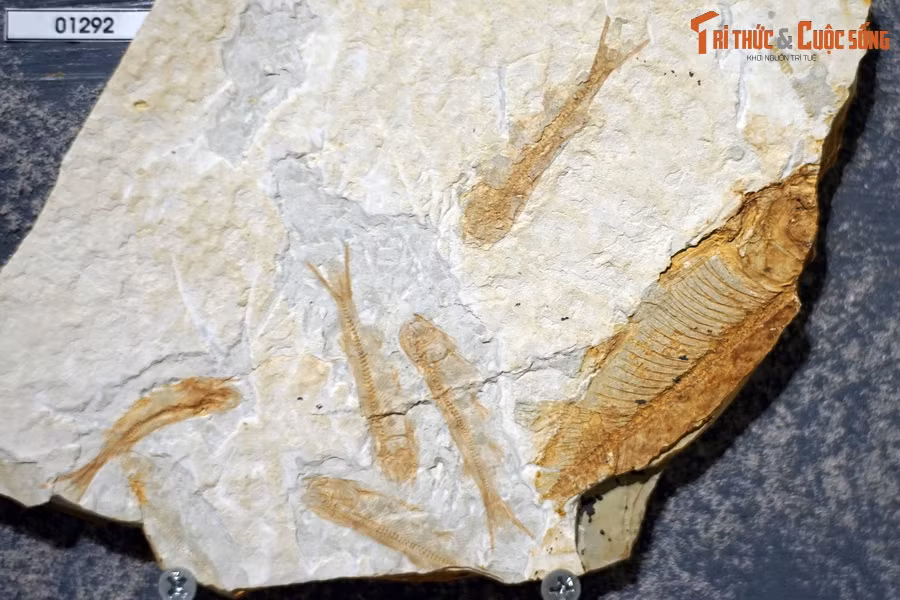 Các loài cá hiện đại có kích thước rất đa dạng, từ loài cá nhám voi dài tới 16 mét tới loài cá Schindleria brevipinguis chỉ dài 7 mm, đặc hữu của Australia. Ảnh: Hóa thạch loài cá Lycoptera davidi, kỷ Cretaceous sớm (145-100.5 triệu năm trước), tìm thấy ở Liêu Ninh, Trung Quốc.