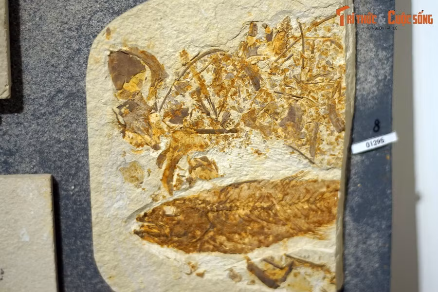 Nhóm này được chia thành bốn lớp là: Cá da phiến (Placodermi), Cá sụn (Chondrichthyes), Cá gai (Acanthodii) và Cá xương (Osteichthyes). Ảnh: hóa thạch một loài cá thuộc chi Mioplosus, kỷ Eocene, tìm thấy tại Wyoming, Mỹ.