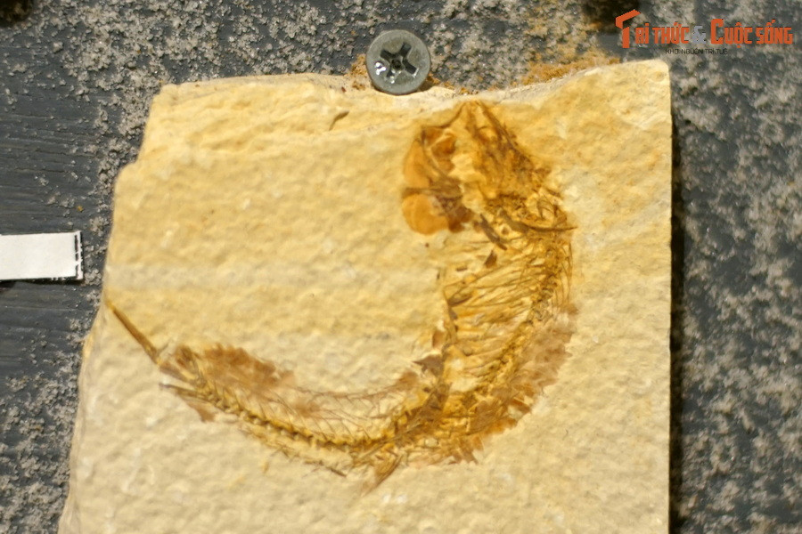 Chúng sống trong tất cả các sinh cảnh nước, từ các vũng nước ngọt nhỏ xíu đến đại dương sâu thẳm... Ảnh: hóa thạch một loài cá thuộc chi Mioplosus, kỷ Eocene, tìm thấy tại Wyoming, Mỹ.