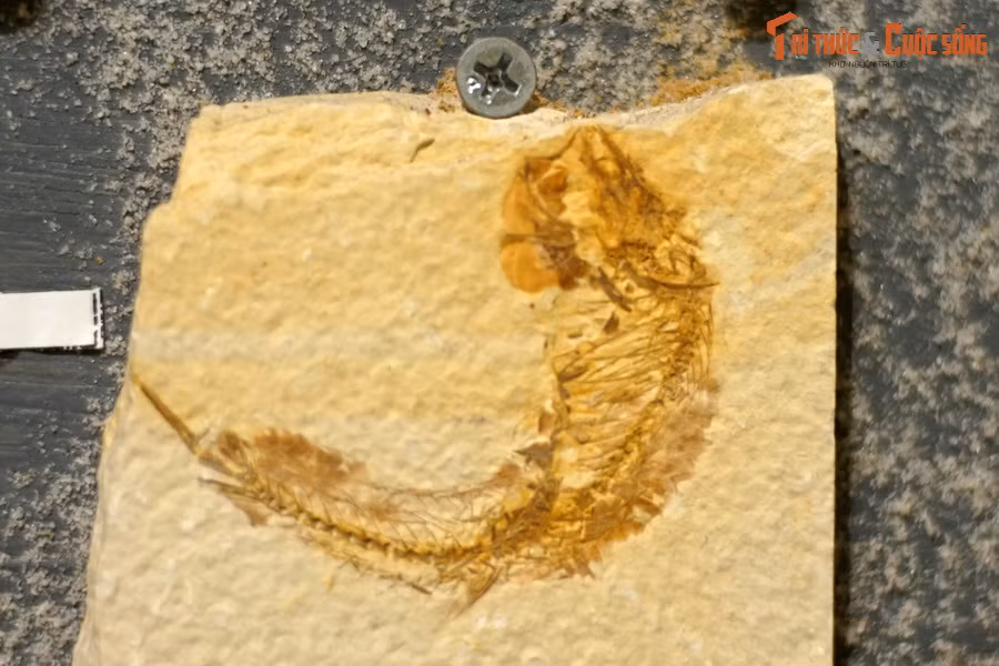 Chúng sống trong tất cả các sinh cảnh nước, từ các vũng nước ngọt nhỏ xíu đến đại dương sâu thẳm... Ảnh: hóa thạch một loài cá thuộc chi Mioplosus, kỷ Eocene, tìm thấy tại Wyoming, Mỹ.