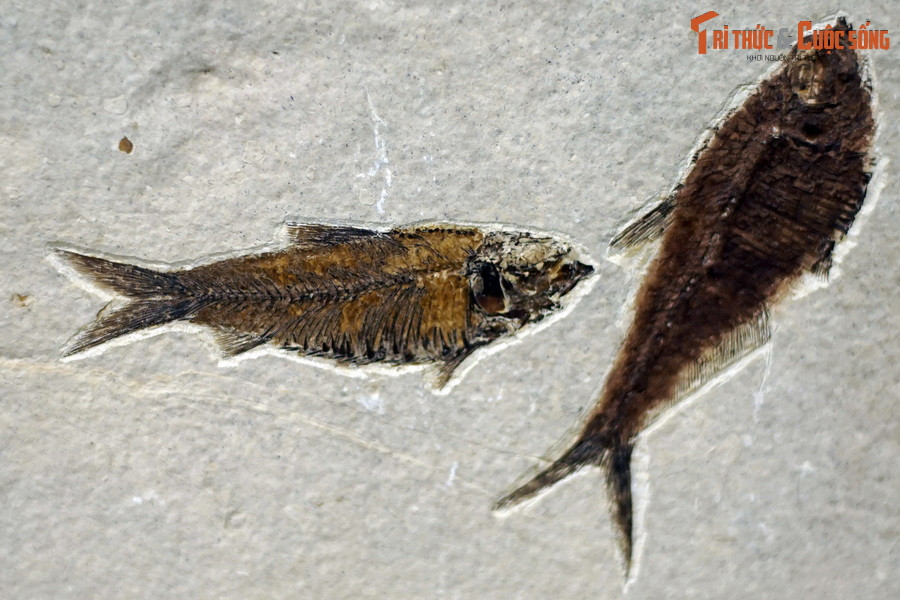 Hóa thạch cá thuộc chi Haikouichthys, được coi là cá cổ xưa nhất. Chúng có phần đầu và đuôi phân hóa rõ ràng, cơ thể có đối xứng hai bên. Ảnh: Hóa thạch một loài cá thuộc chi Knightia, kỷ Eocene, tìm thấy tại Wyoming, Mỹ.