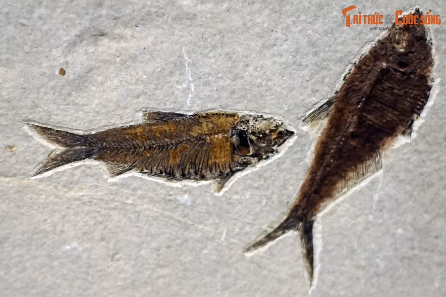 Hóa thạch cá thuộc chi Haikouichthys, được coi là cá cổ xưa nhất. Chúng có phần đầu và đuôi phân hóa rõ ràng, cơ thể có đối xứng hai bên. Ảnh: Hóa thạch một loài cá thuộc chi Knightia, kỷ Eocene, tìm thấy tại Wyoming, Mỹ.