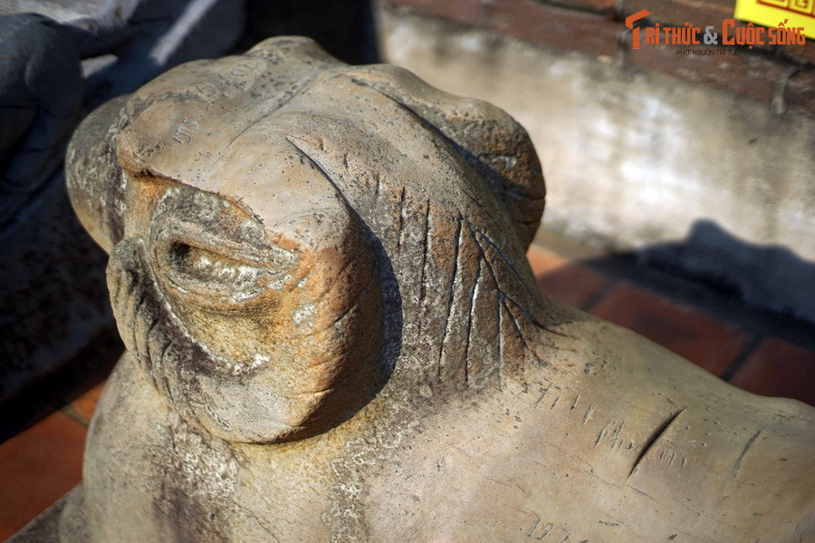 Theo một số người cao tuổi ở địa phương thì vết chém trên lưng cừu mới chỉ có từ gần đây.