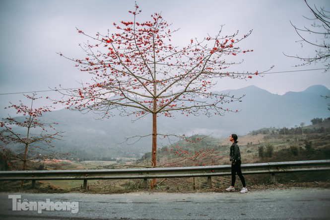 Bạn H.T.H đến từ Hà Tĩnh đã chọn Hà Giang vào tháng 3 vì sức hút từ loài hoa này. "Tôi quyết định đi Hà Giang vào tháng 3 bởi được bạn bè "mách" có hoa gạo đẹp. Tôi cảm thấy rất thú vị khi đi trên các cung đường ngoằn ngoèo luôn bắt gặp màu đỏ rực rỡ ngay tại bên đường và luôn phải dừng lại để lưu giữ những khoảnh khắc về loài hoa này".