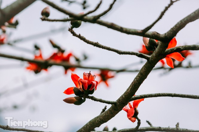 Những bông gạo đỏ thắm luôn khơi nguồn cảm xúc cho nhiều tác phẩm thơ, ca Việt Nam. 