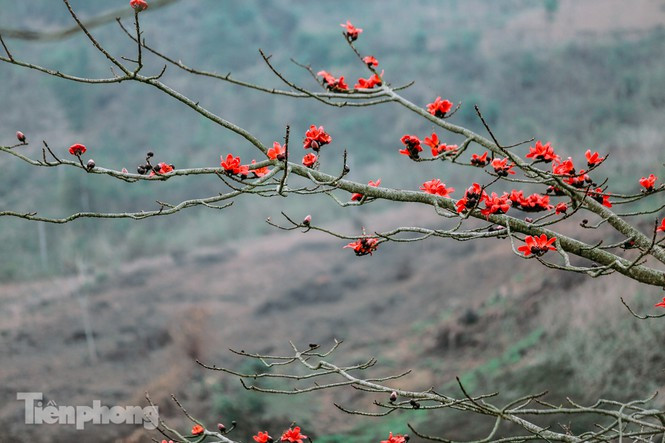 Những vạt cây gạo đang độ ra hoa đỏ rực.