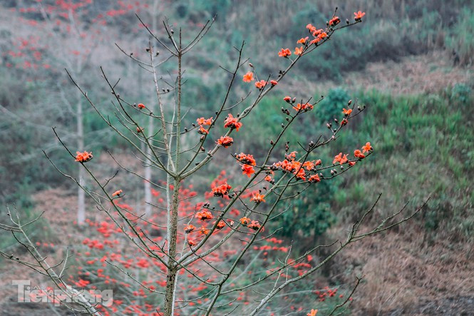 Đi thuyền trên sông Nho Quế, qua hẻm Tu Sản ẩn dưới con đèo Mã Pí Lènh (Hà Giang) vào tháng 3 là tuyệt nhất. Bởi du khách được lênh đênh trên dòng nước màu xanh lục bảo, được thấy sức sống mạnh mẽ của những cây hoa gạo bung nở giữa 2 bờ vực, giữa muôn trùng núi non. 