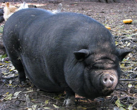 Những năm gần đây, tại nhiều nước phương Tây, đặc biệt là Mỹ, lợn ỉ Việt Nam (được gọi là “pot belly pig”, hay “lợn bụng ỏng”) lại là một trong những loài vật nuôi trong nhà được ưa chuộng nhất.