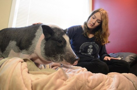 Với thân hình béo mũm mĩm cùng dáng chạy lon ton, trông những chủ lợn ỉ con không khác gì những nhân vật được cách điệu trong phim hoạt hình.