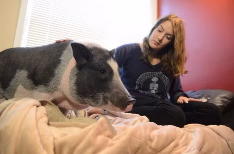 Với thân hình béo mũm mĩm cùng dáng chạy lon ton, trông những chủ lợn ỉ con không khác gì những nhân vật được cách điệu trong phim hoạt hình.