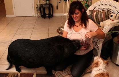 Khi còn nhỏ, lợn ỉ rất được cưng chiều, thế nhưng khi trưởng thành chúng thường quá khổ và trở thành gánh nặng mà nhiều người muốn từ bỏ.