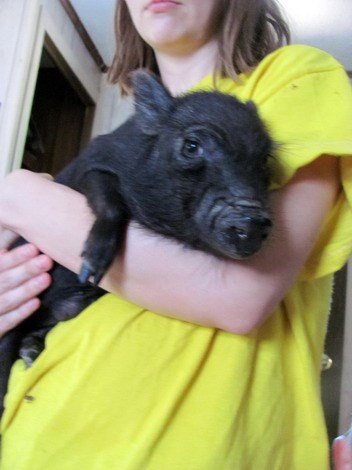 Trái ngược với quan niệm của người Việt, lợn ỉ được người nước ngoài coi là một giống vật thông minh và sạch sẽ.