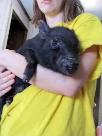 Trái ngược với quan niệm của người Việt, lợn ỉ được người nước ngoài coi là một giống vật thông minh và sạch sẽ.