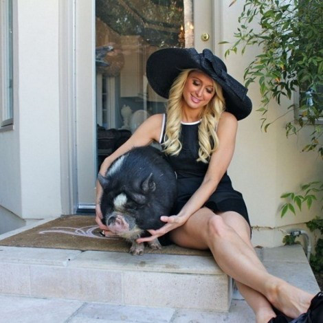 Lợn ỉ nổi tiếng tinh ranh, thậm chí có người nói chúng khôn hơn cả chó. Chúng rất dễ huấn luyện để làm trò với phần thưởng là các loại thức ăn khoái khẩu.