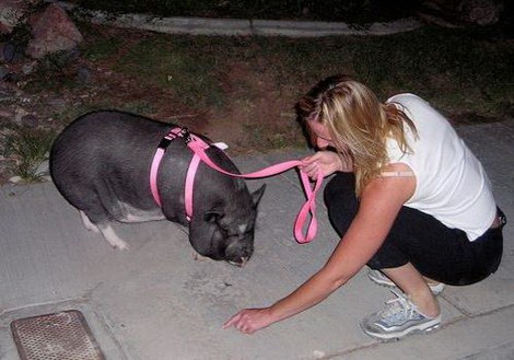 Có thời gian, việc dắt lợn ỉ đi dạo như dắt chó trở thành “mốt” ở phương Tây.