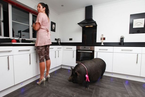  Theo Mirror, cặp đôi Janey and Dave Bryne ở Lincolnshire, phía đông nước Anh, nuôi hai thú cưng là lợn ỉ Việt Nam, mỗi con nặng hơn một tạ. Hai con lợn mang tên Meeka và Molly. Chúng thích nô đùa với họ trong phòng khách và "chôm" thức ăn từ tủ đồ ăn.