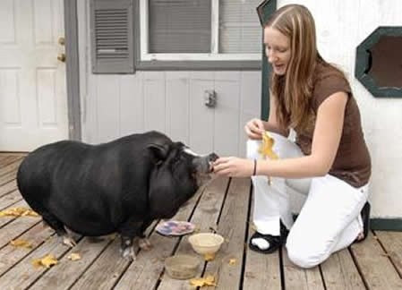 Thân hình sồ sề khi trưởng thành của lợn ỉ khiến nhiều người nuôi phát hoảng và tìm cách bỏ rơi những con thú cưng này. Những chú lợn xấu số sẽ bị thả vào rừng hoặc rao bán và có thể kết thúc cuộc đời trong một lò mổ.