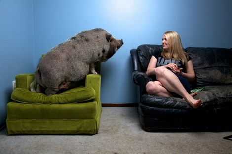 Người nước ngoài rất đề cao lợn ỉ ở sự sạch sẽ. Chúng có thể tập cách “đi vệ sinh” vào hộp đựng giấy vụn hoặc báo hiệu cho chủ để được ra ngoài sân khi cần “giải quyết nỗi buồn”.