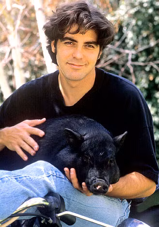 Nhiều nhân vật nổi tiếng đã nuôi lợn ỉ Việt Nam làm thú cưng trong nhà. Trong số đó, có ngôi sao điện ảnh Mỹ George Clooney (ảnh), người đã nuôi một chú lợn ỉ tên Max trong suốt 18 năm, theo ông là "lâu hơn bất cứ quan hệ với một phụ nữ nào".