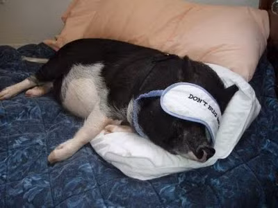 Lợn ỉ là một giống lợn thuần Việt, có nguồn gốc từ vùng đồng bằng sông Hồng, trước kia được nuôi nhiều tại các tỉnh Nam Định, Ninh Bình, Thanh Hóa. Giống lợn này có đặc trưng rất dễ phân biệt với các giống lợn khác như: đầu nhỏ, chân ngắn, mặt nhăn, lưng võng, bụng phệ.