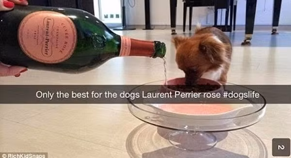 Cho chó uống rượu ngoại đắt tiền.
