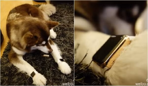 Không chỉ mua sắm cho bản thân, các cậu ấm cô chiêu còn chi bạo cho thú cưng. Cậu ấm của tỷ phú Trung Quốc còn mua hẳn 2 chiếc đồng hồ đắt tiền cho chú chó cưng.