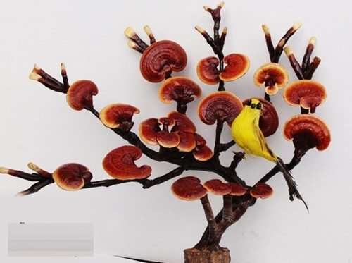 Người chơi nếu không thích làm cảnh có thể cắt ngâm rượu, làm thuốc rất bổ.