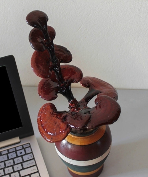 Mỗi cây linh chi bonsai này chơi được khoảng 5 - 6 tháng, sau đó sẽ khô dần nhưng vẫn giữ được thế cũ.