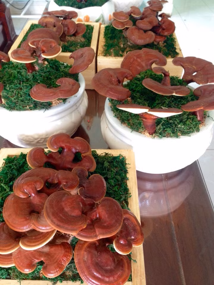 Những chậu bonsai nổi bật trên nền cỏ xanh.