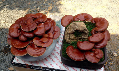 Những cây nấm linh chi lớn được đưa ra chậu sứ để trồng, tạo dáng bonsai chơi Tết.