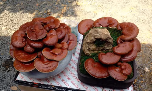 Những cây nấm linh chi lớn được đưa ra chậu sứ để trồng, tạo dáng bonsai chơi Tết.