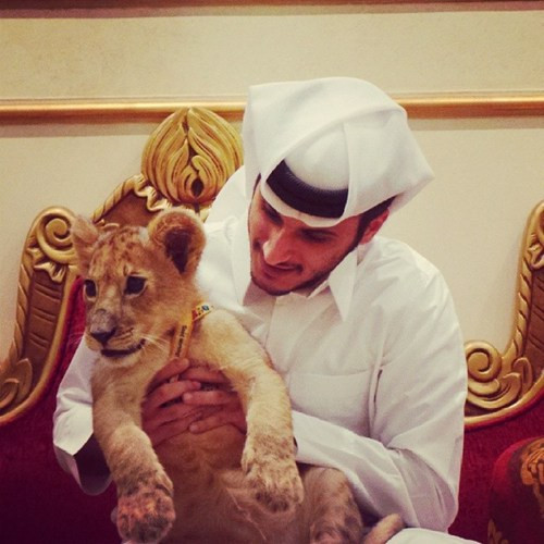 Các cậu ấm nhà giàu Trung Đông sẵn sàng mua động vật hoang dã như báo gấm, hổ, khỉ đầu chó, rắn về làm thú cưng. Theo quan niệm của họ, động vật càng hiếm thì càng chứng tỏ sự giàu có.