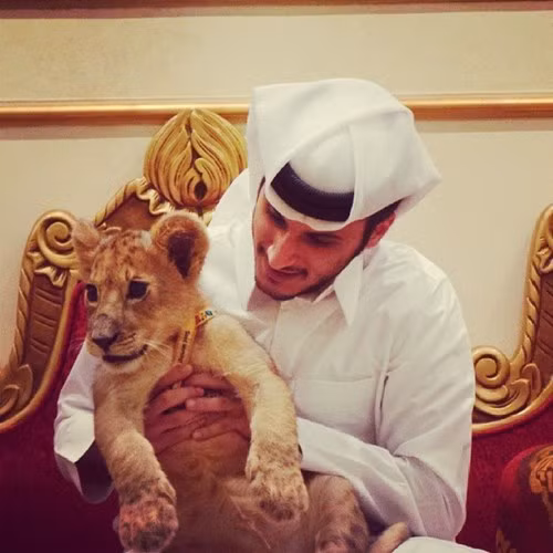 Các cậu ấm nhà giàu Trung Đông sẵn sàng mua động vật hoang dã như báo gấm, hổ, khỉ đầu chó, rắn về làm thú cưng. Theo quan niệm của họ, động vật càng hiếm thì càng chứng tỏ sự giàu có.