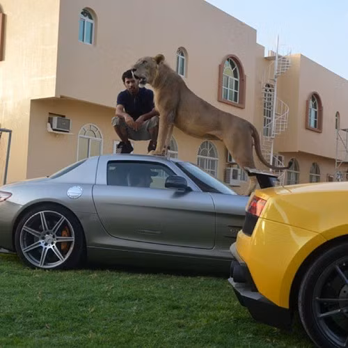 Humaid Abdalla Albuqaish, một người giàu có tại khu vực Trung Đông, là một trong những thiếu gia có niềm đam mê nuôi mãnh thú. Humaid sở hữu trong nhà nhiều thú cưng đắt tiền gồm hai con sư tử, một con hổ và một báo đốm.