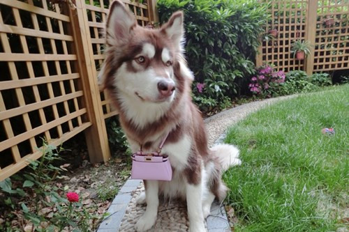 Trước đó, thiếu gia họ Vương còn đăng tải tấm ảnh chú chó cưng Vương Keke đeo chiếc túi Fendi màu hồng được thiết kế riêng cho chó như là 1 món quà mừng ngày... Quốc tế lao động.