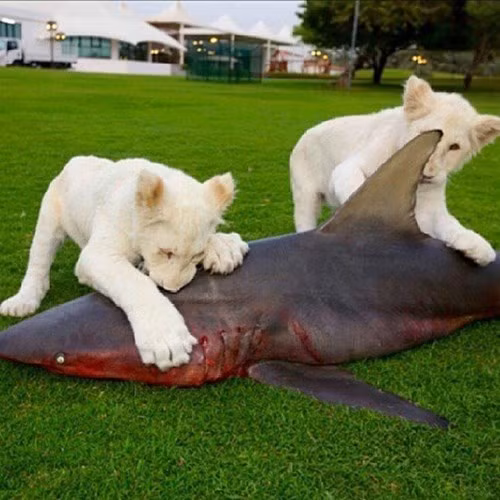 Những con sư tử to lớn đã trở thành bạn thân của thiếu gia Ả Rập này. Thậm chí, cậu chủ này còn mạnh tay chi tiền mua cả con cá mập khổng lồ về làm thức ăn cho bầy mãnh thú của mình.