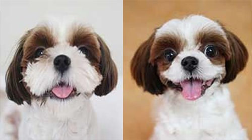 Các dịch vụ làm đẹp phổ biến nhất cho chó ở Hàn Quốc là cắt ngắn đuôi và gọt tai để chúng trông dễ thương hơn. Ảnh: Một con chó được thu gọn hàm và tai.