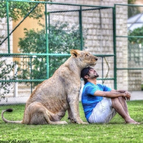 Humaid Albuqiash, một thiếu gia khác ở Các tiểu vương quốc Ả Rập thống nhất cũng chi tiền nuôi rất nhiều sư tử. Ngoài sư tử, Humaid Albuqiash còn nuôi nhiều loài thú cưng khác gồm có linh cẩu.