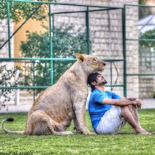 Humaid Albuqiash, một thiếu gia khác ở Các tiểu vương quốc Ả Rập thống nhất cũng chi tiền nuôi rất nhiều sư tử. Ngoài sư tử, Humaid Albuqiash còn nuôi nhiều loài thú cưng khác gồm có linh cẩu.