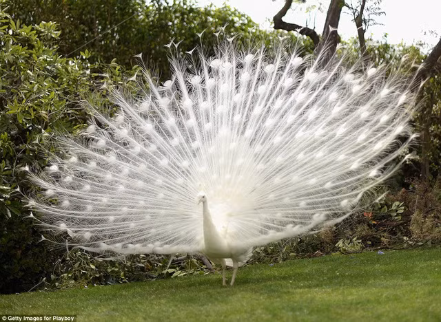 Dinh thự Playboy là nơi duy nhất được cấp phép có quyền mở vườn thú riêng.