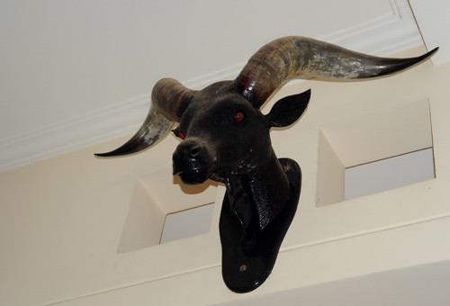 Chiếc đầu bò tót treo trong nhà Minh Béo.