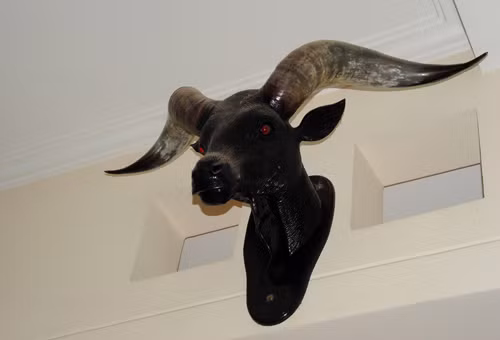 Chiếc đầu bò tót treo trong nhà Minh Béo.