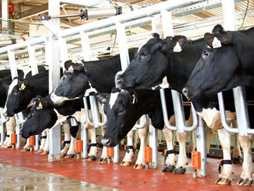 Trước Hòa Phát, tập đoàn Hoàng Anh Gia Lai của ông Đoàn Nguyên Đức (bầu Đức) cũng thành công khi đầu tư vào chăn nuôi. Không chỉ thu lời trong lĩnh vực bất động sản, bầu Đức khá thành công với loạt trang trại nuôi bò ở Lào và Việt Nam. Hơn 42.000 con bò thịt và 1.500 con bò sữa đang được nuôi từ những siêu trang trại ở Lào và Việt Nam.